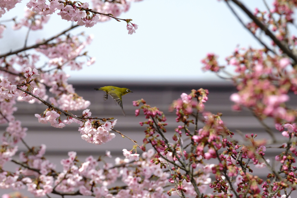 あっちの枝に