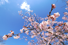 青空と梅の花