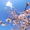青空と梅の花