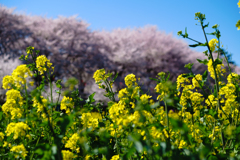 桜並木と菜の花畑