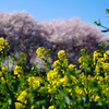 桜並木と菜の花畑