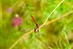 また会いました、秋茜