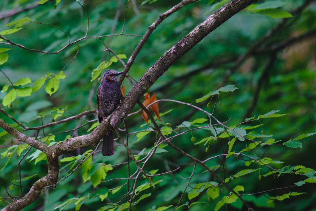 目立ちたがりのヒヨドリ