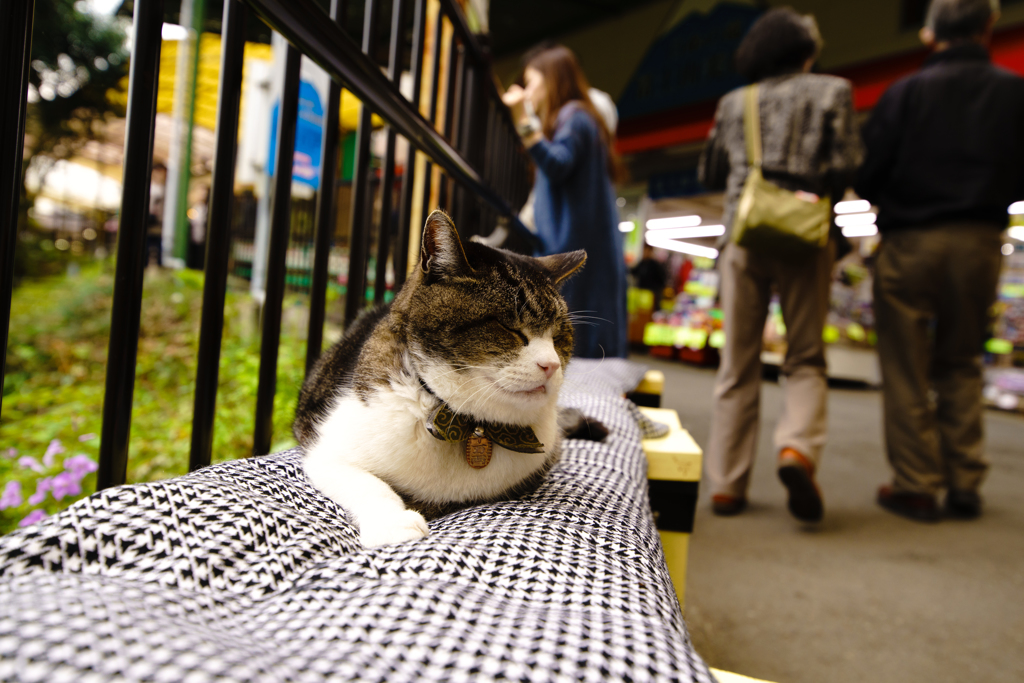 猫店長