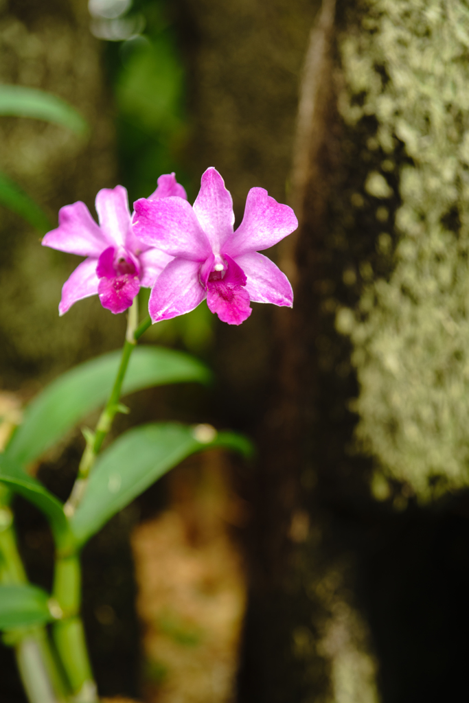 そしてきれいな花に出会い