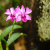 そしてきれいな花に出会い