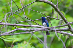 青き栃木の県鳥