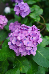 赤い紫陽花　つやつや