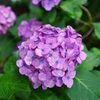 赤い紫陽花　つやつや