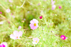 ハイキー秋桜