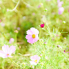ハイキー秋桜