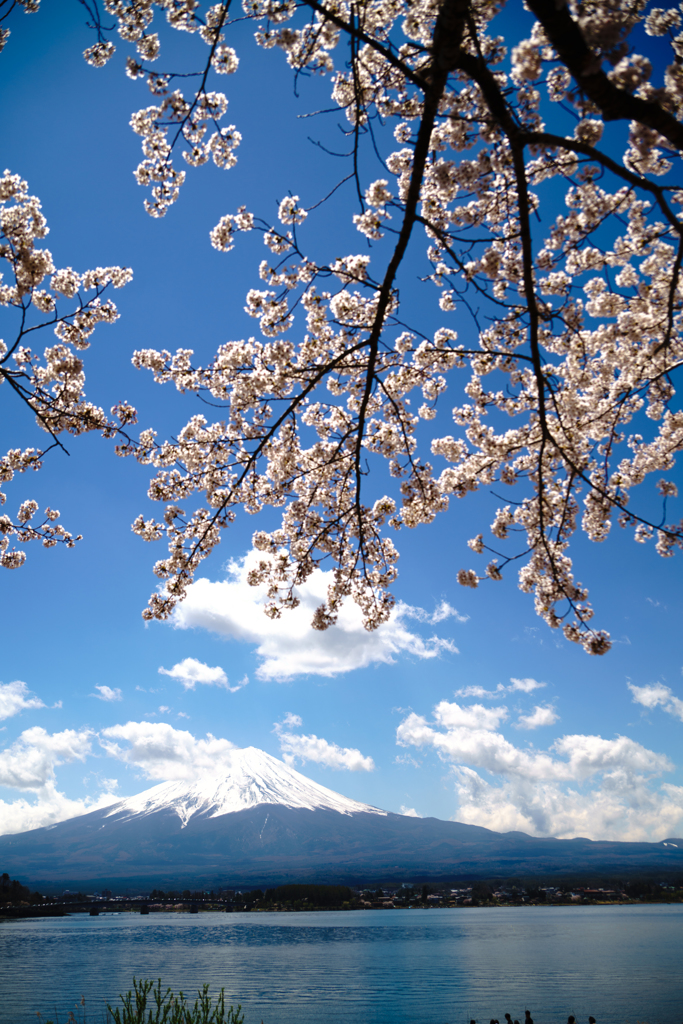 桜降る富士