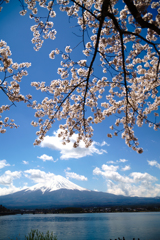 桜降る富士