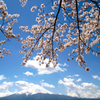 桜降る富士