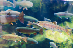 賑やか川魚