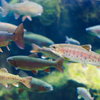 賑やか川魚
