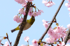 美味しい蜜発見！