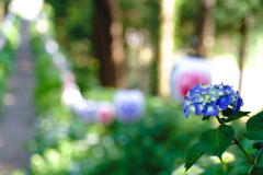 紫陽花と提灯