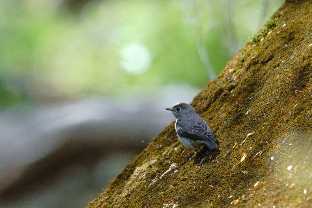 コサメビタキかな？