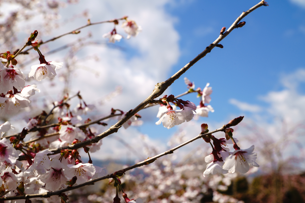 桜を求めて