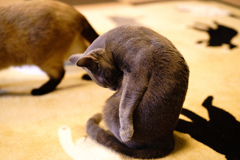 綺麗な毛並み