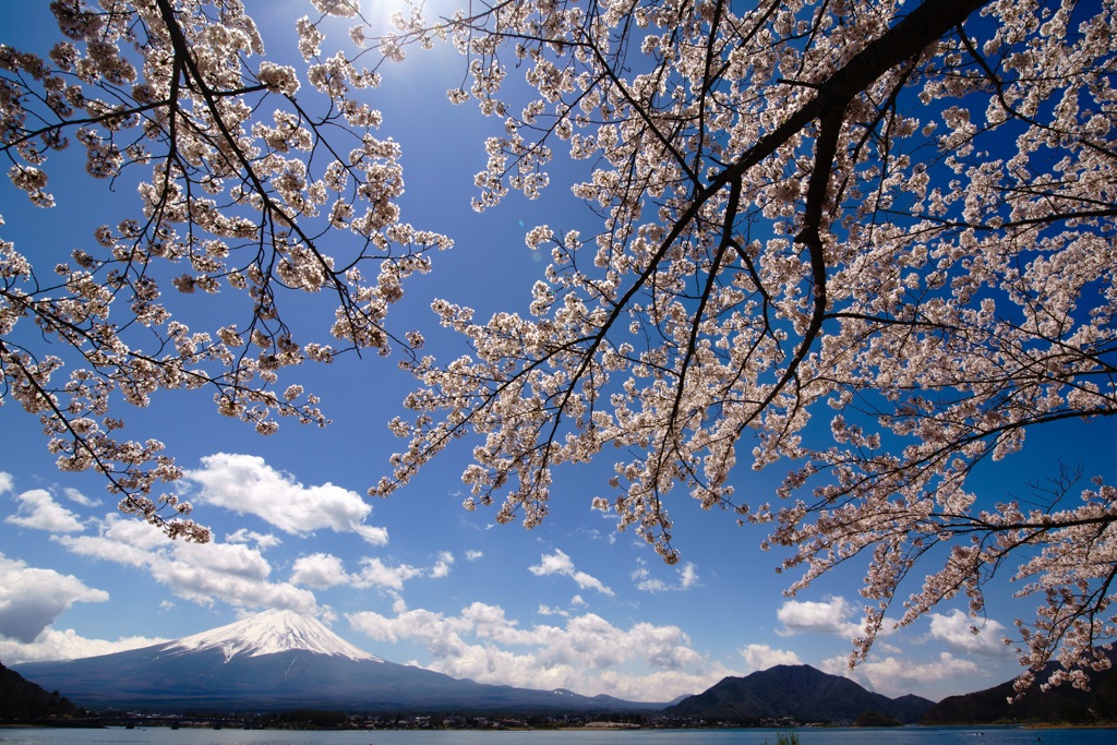 富士山と桜