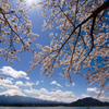 富士山と桜