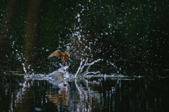 魚が頭の上に~！（￣ロ￣;）