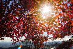 光芒鮮やか紅葉