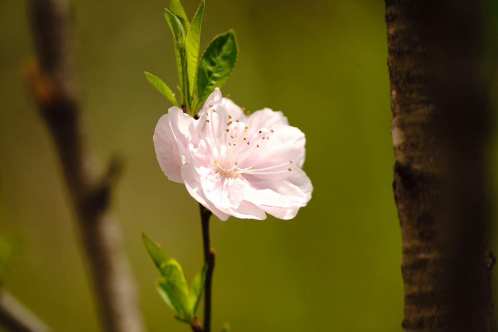 なんの花でしょう･･･？