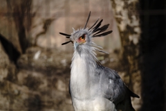 カメラ目線でこんにちは