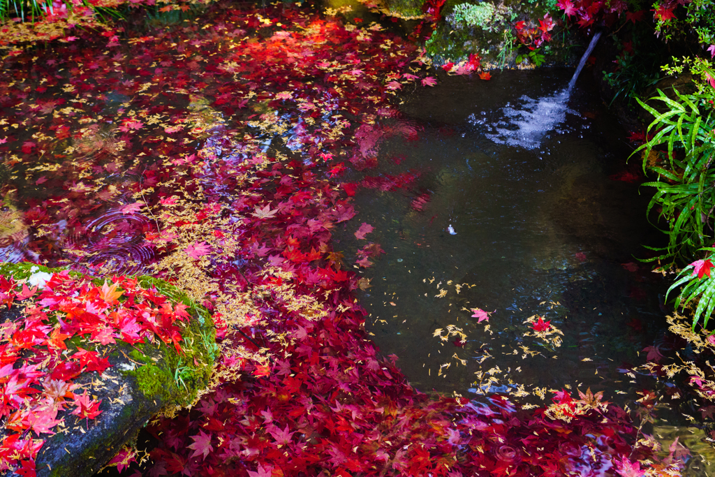 紅葉池