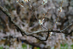 雪の花のように