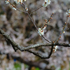 雪の花のように