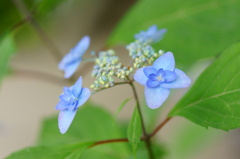 あじさい天秤