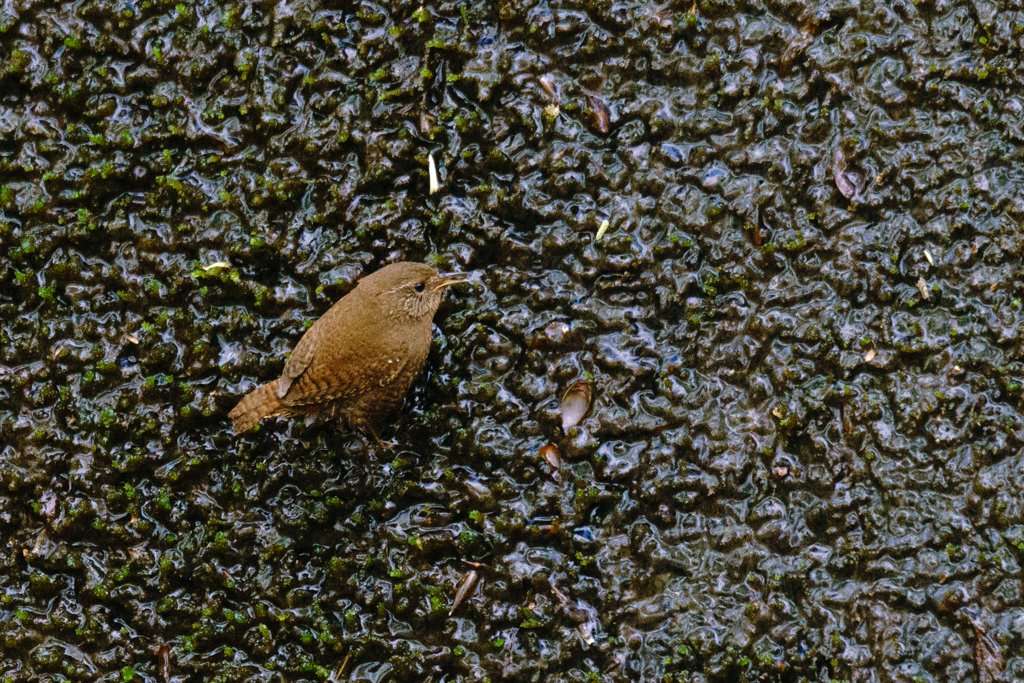 壁に張り付くミソサザイ