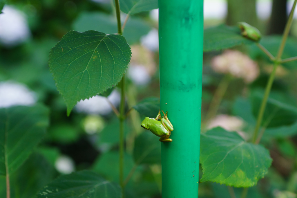 かえるちゃんの後ろ姿