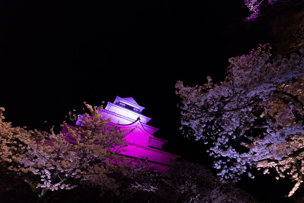 桜を纏い