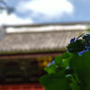 古き門と綺麗な紫陽花