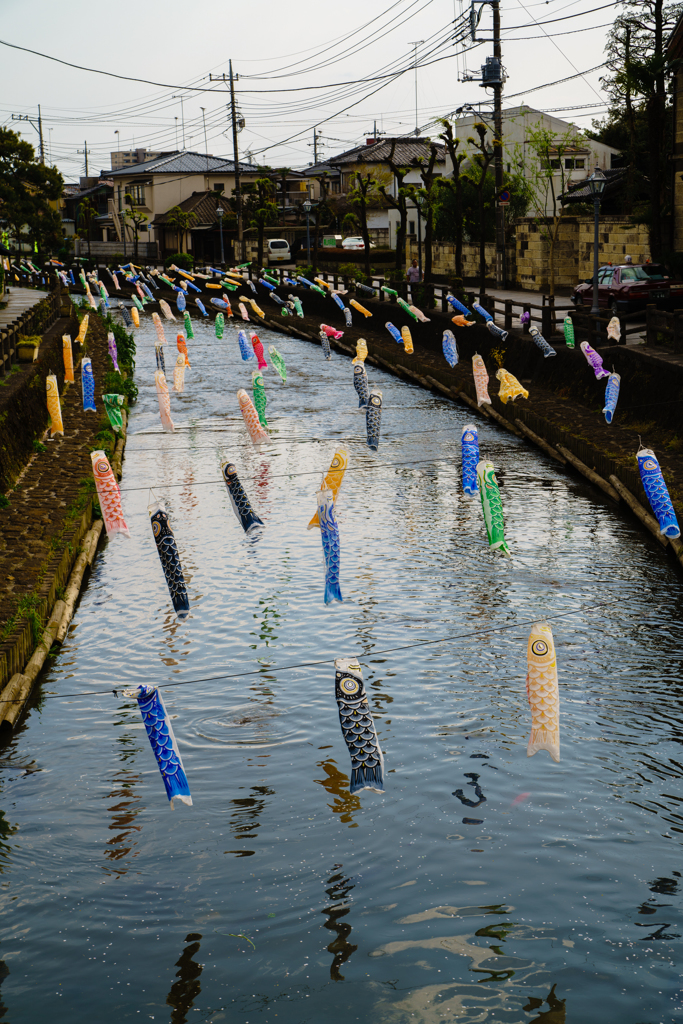 気持ちよさそうに泳いでる