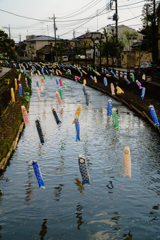 気持ちよさそうに泳いでる