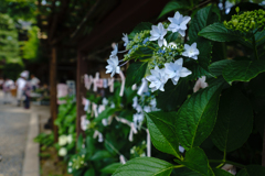 おみくじと紫陽花