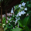 おみくじと紫陽花