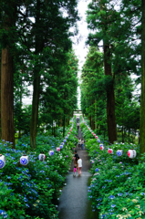 磯山神社の紫陽花並木