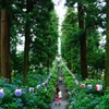 磯山神社の紫陽花並木