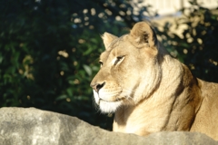 百獣王の黄昏
