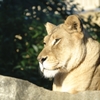 百獣王の黄昏
