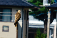 初ノスリ