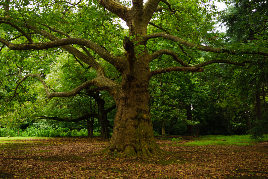 森の主　　　　っぽい