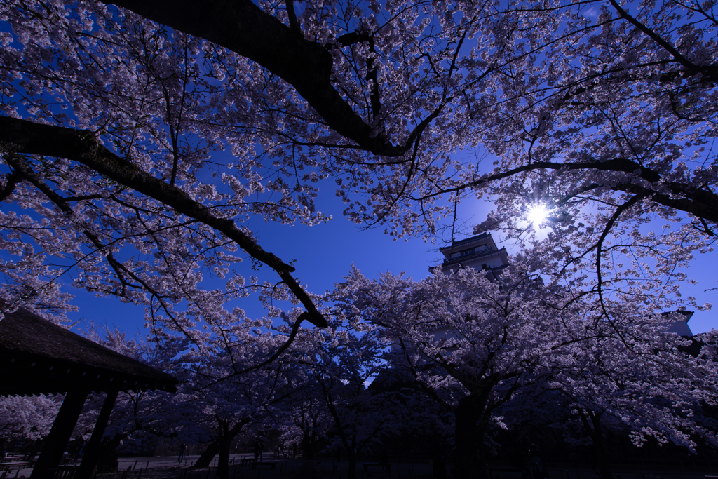 蒼天の桜